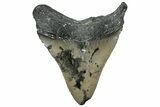 Serrated, Fossil Megalodon Tooth - North Carolina #309518-1